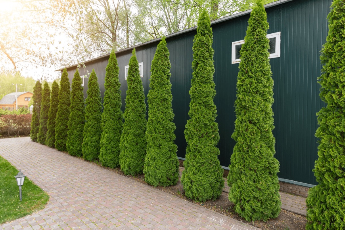 Fencing & Privacy